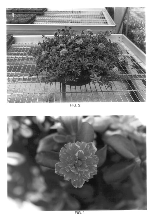 Figure 1 of US plant patent PP14150, the photograph of Kakegawa CY1 printed in the patent.