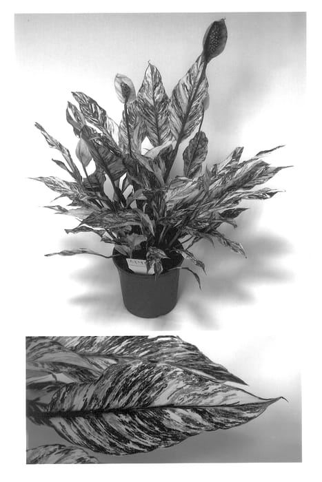 Figure 1 of US plant patent PP14151, the photograph of Corspabont printed in the patent.