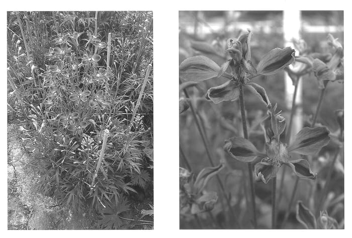 Figure 1 of US plant patent PP14152, the photograph of Delga Stam printed in the patent.