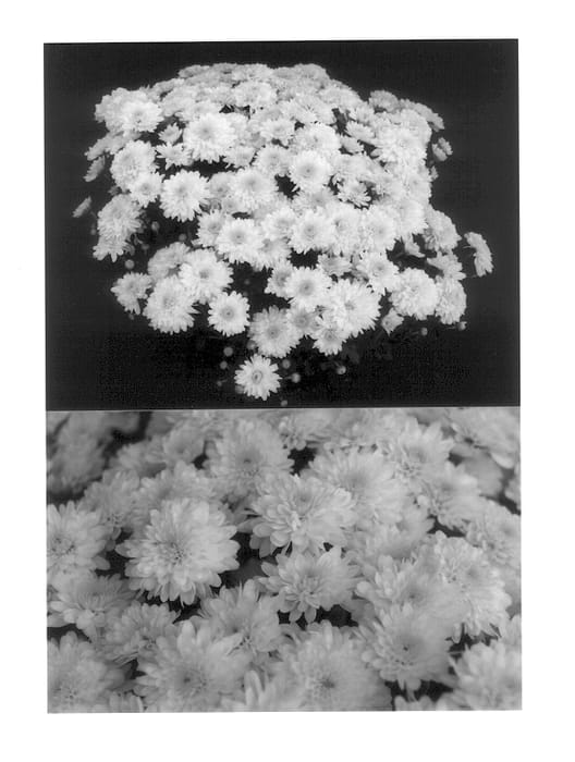 Figure 1 of US plant patent PP14153, the photograph of Dreamy Yolynn printed in the patent.