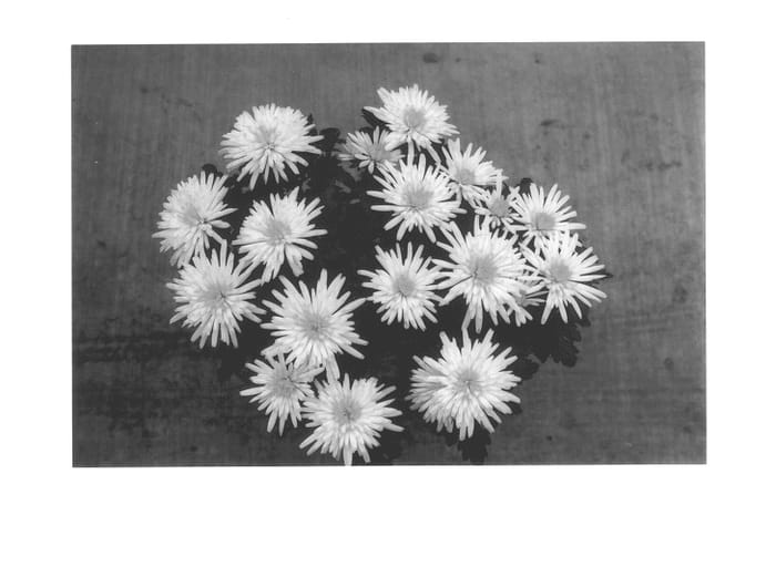 Figure 1 of US plant patent PP14154, the photograph of JMay01 printed in the patent.