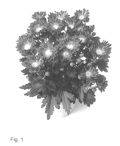 Figure 1 of US plant patent PP14155, the photograph of Scott printed in the patent.