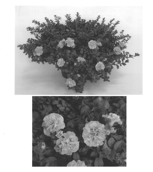 Figure 1 of US plant patent PP14156, the photograph of Tedrolip printed in the patent.