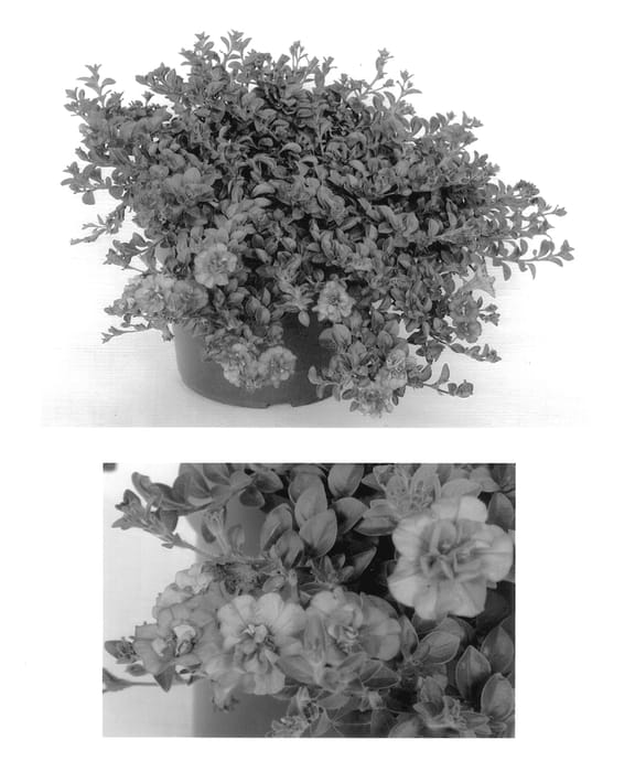 Figure 1 of US plant patent PP14157, the photograph of Tedropi printed in the patent.