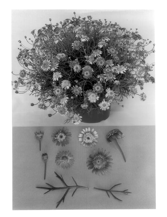 Figure 1 of US plant patent PP14158, the photograph of Supaglow printed in the patent.