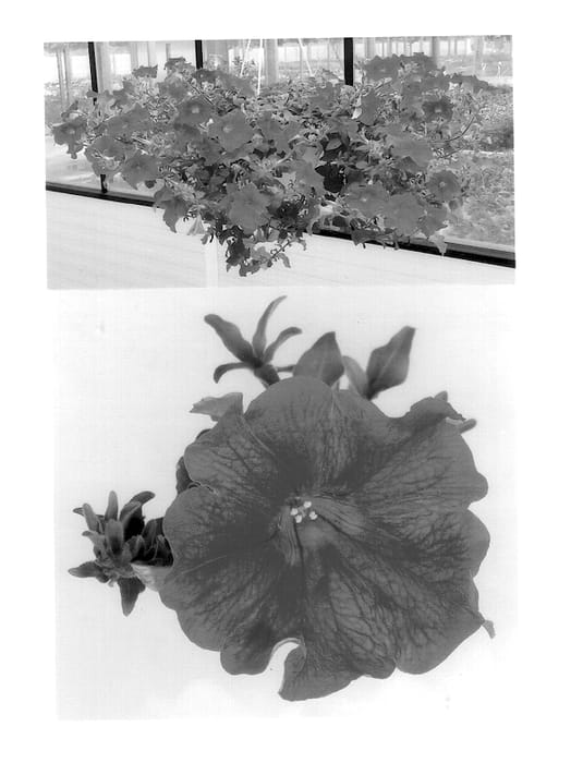 Figure 1 of US plant patent PP14159, the photograph of Wespeneo printed in the patent.