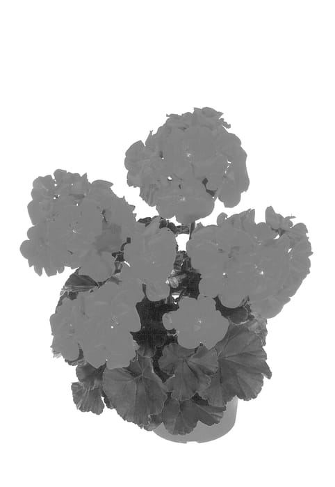 Figure 1 of US plant patent PP14160, the photograph of KLEP01065 printed in the patent.