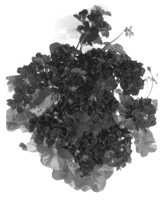 Figure 1 of US plant patent PP14161, the photograph of KLEP01042 printed in the patent.