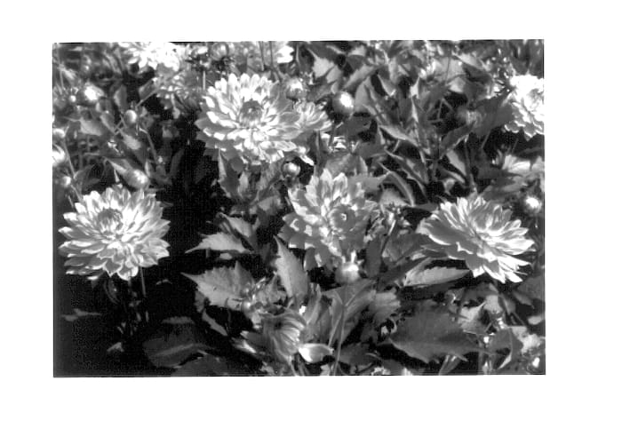 Figure 1 of US plant patent PP14162, the photograph of Gallery Bellini printed in the patent.
