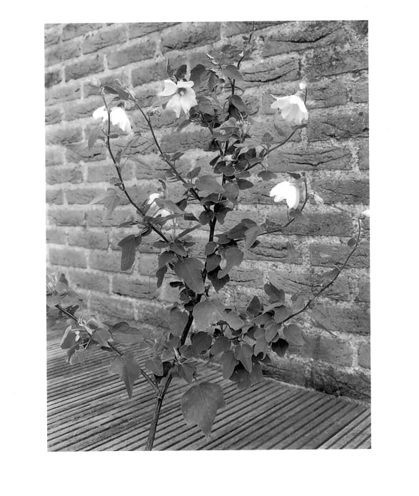 Figure 1 of US plant patent PP14163, the photograph of Barnsley Baby printed in the patent.