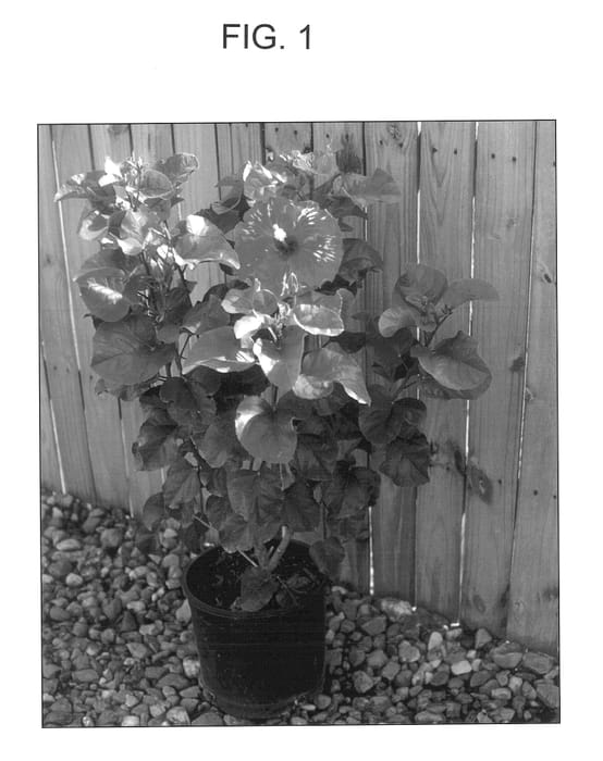 Figure 1 of US plant patent PP14164, the photograph of Snowfire printed in the patent.