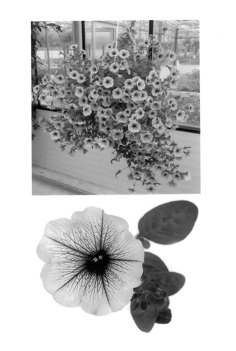 Figure 1 of US plant patent PP14165, the photograph of Wespemab printed in the patent.