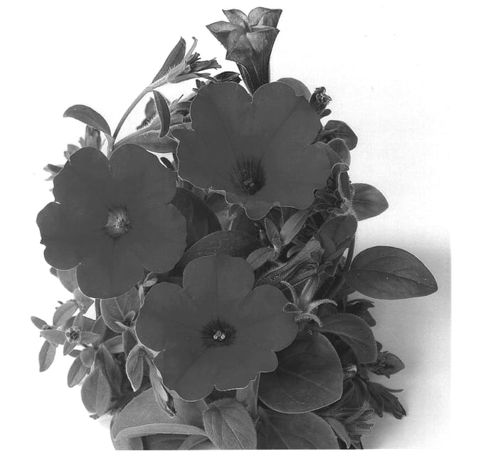 Figure 1 of US plant patent PP14166, the photograph of Duesurimtili printed in the patent.