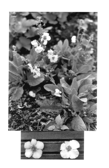Figure 1 of US plant patent PP14167, the photograph of Rosie printed in the patent.