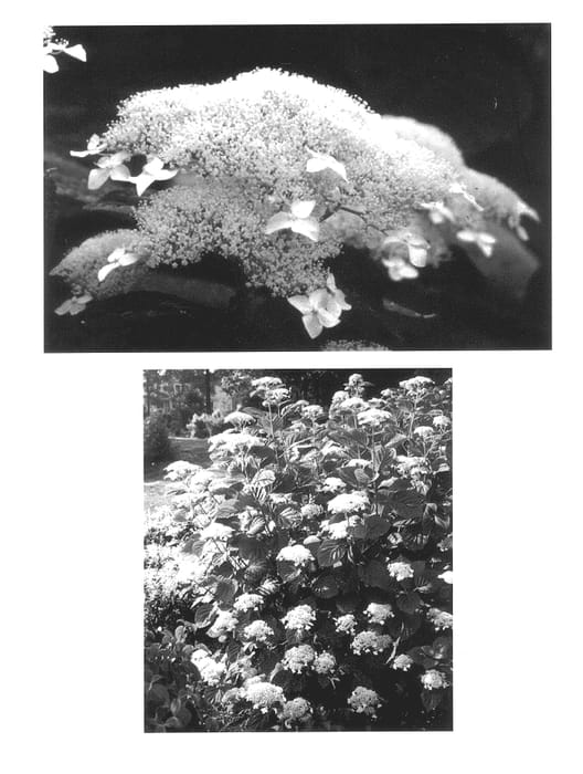 Figure 1 of US plant patent PP14168, the photograph of Dardom printed in the patent.