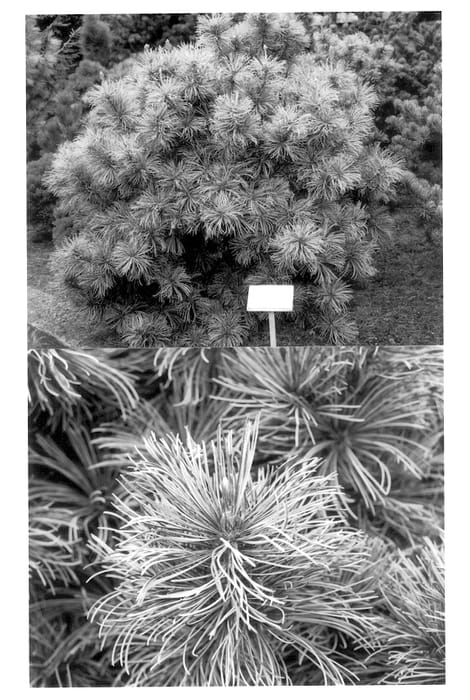 Figure 1 of US plant patent PP14169, the photograph of Blue Angel printed in the patent.