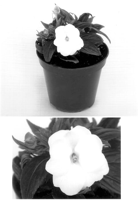 Figure 1 of US plant patent PP14170, the photograph of Kicabo printed in the patent.