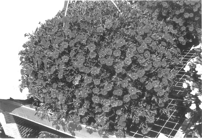 Figure 1 of US plant patent PP14171, the photograph of KLEC01055 printed in the patent.
