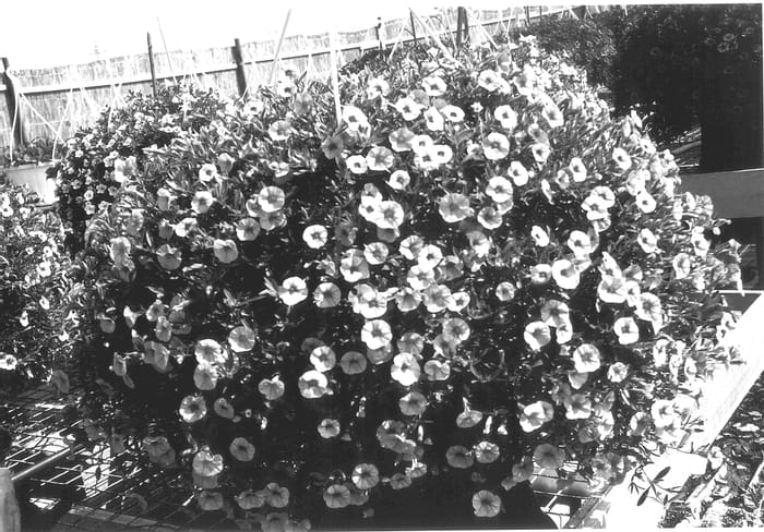 Figure 1 of US plant patent PP14172, the photograph of KLEC01061 printed in the patent.