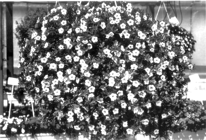 Figure 1 of US plant patent PP14173, the photograph of KLEC01056 printed in the patent.