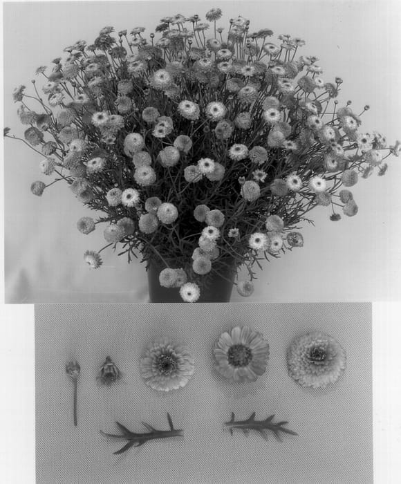 Figure 1 of US plant patent PP14174, the photograph of Cobeer printed in the patent.