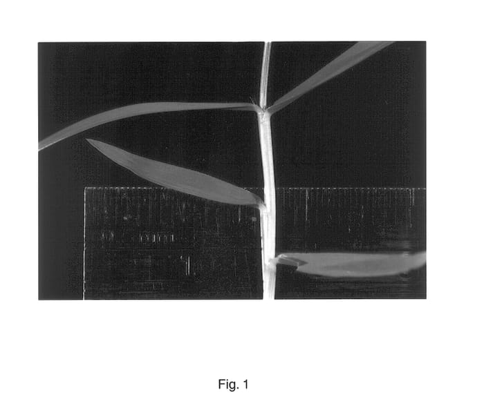 Figure 1 of US plant patent PP14175, the photograph of Serene printed in the patent.