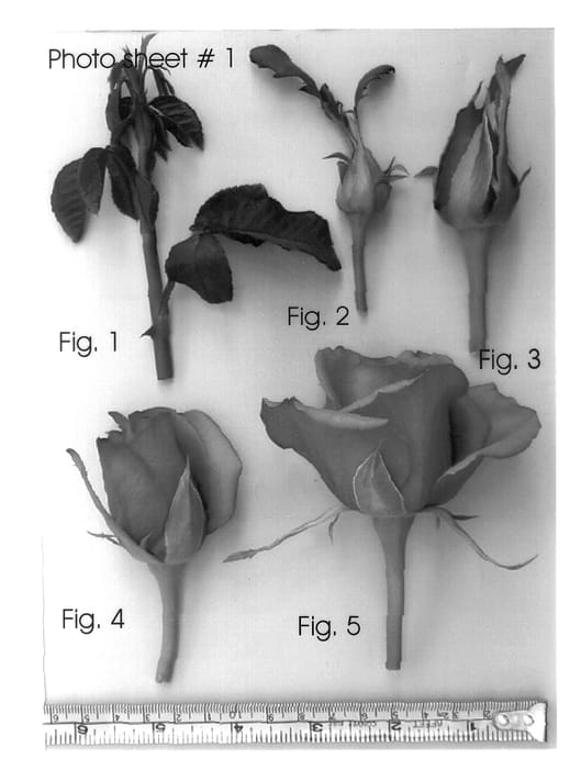 Figure 1 of US plant patent PP14176, the photograph of KORjafir printed in the patent.