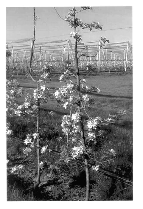 Figure 1 of US plant patent PP14177, the photograph of Civni printed in the patent.