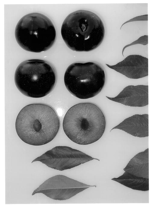 Figure 1 of US plant patent PP14178, the photograph of Autumn Yummy printed in the patent.