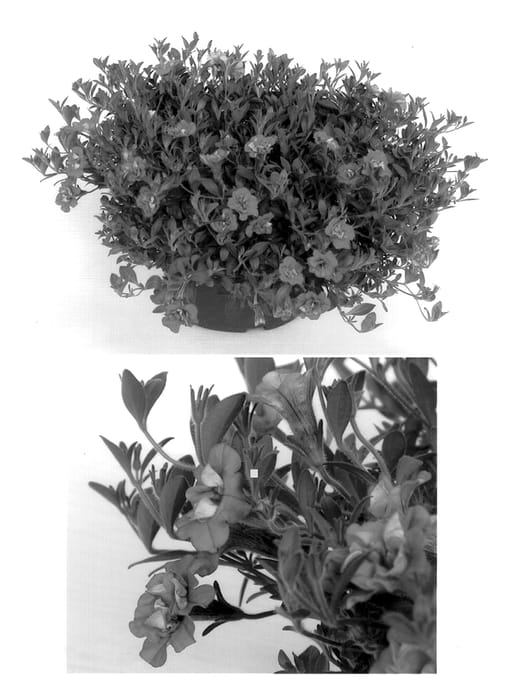 Figure 1 of US plant patent PP14179, the photograph of Tedropur printed in the patent.