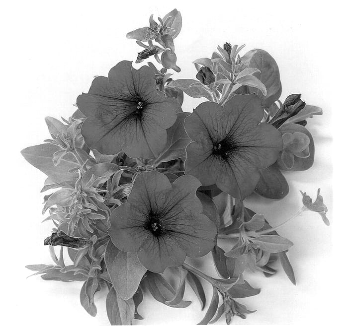 Figure 1 of US plant patent PP14180, the photograph of Duesurimkave printed in the patent.