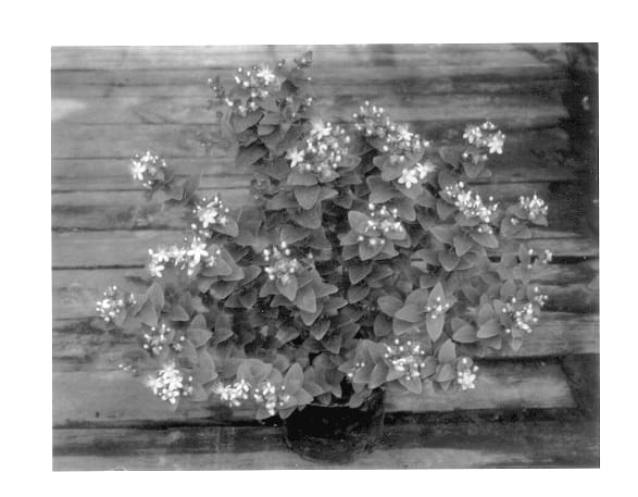 Figure 1 of US plant patent PP14181, the photograph of Bright Blossom printed in the patent.