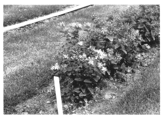 Figure 1 of US plant patent PP14182, the photograph of Bosaja printed in the patent.