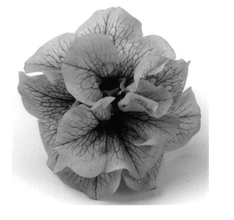 Figure 2 of US plant patent PP14183, the photograph of Kirimaji Double Blue Vein printed in the patent.