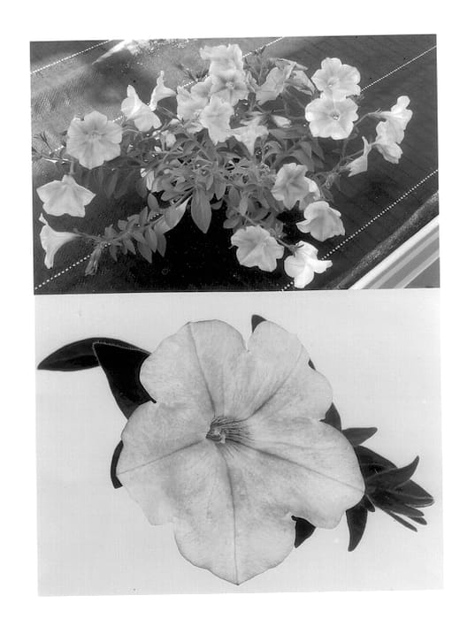 Figure 1 of US plant patent PP14184, the photograph of Wespesoro printed in the patent.