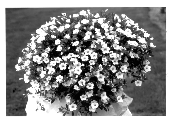 Figure 1 of US plant patent PP14185, the photograph of KLEC01058 printed in the patent.