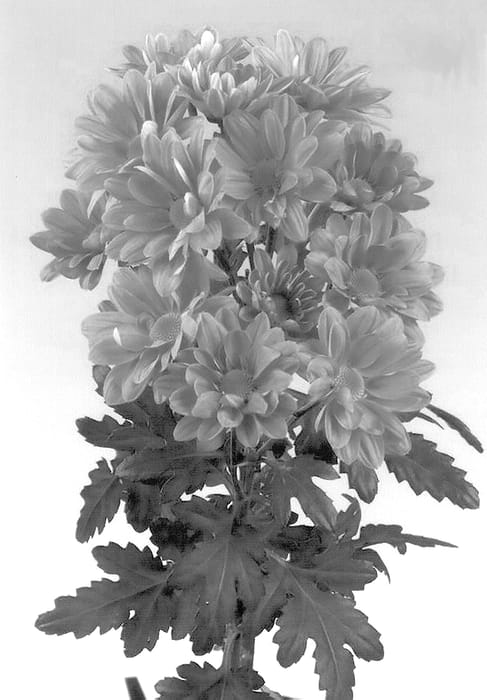Figure 1 of US plant patent PP14186, the photograph of Danchrycap printed in the patent.