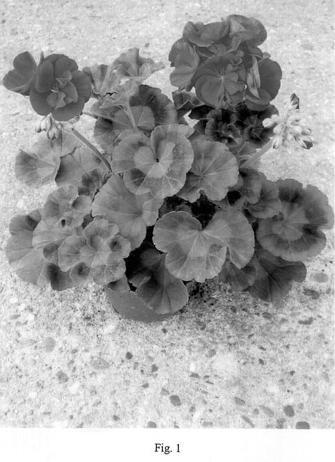 Figure 1 of US plant patent PP14187, the photograph of Pacvica printed in the patent.