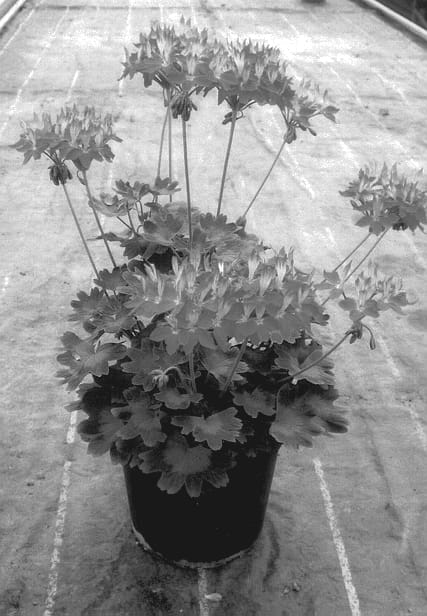 Figure 1 of US plant patent PP14188, the photograph of Fiworewhi printed in the patent.