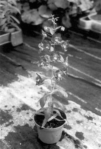 Figure 1 of US plant patent PP14189, the photograph of Anblauzwei printed in the patent.
