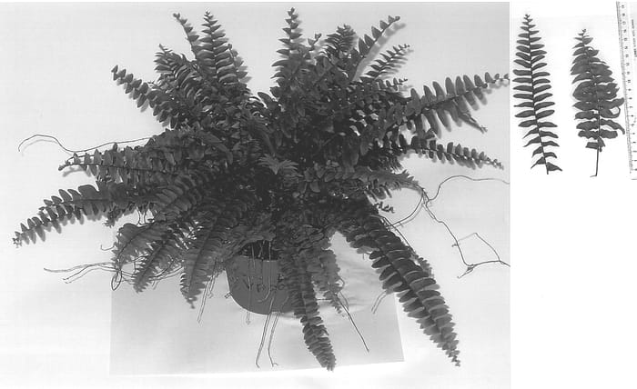 Figure 1 of US plant patent PP14190, the photograph of NEVADA printed in the patent.
