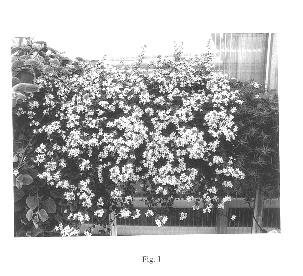 Figure 1 of US plant patent PP14191, the photograph of Wesbamega printed in the patent.