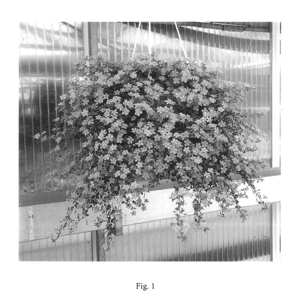 Figure 1 of US plant patent PP14192, the photograph of Wesbablue printed in the patent.