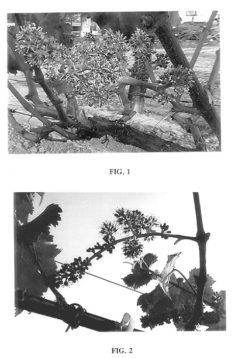 Figure 1 of US plant patent PP14193, the photograph of Sarah Anne printed in the patent.