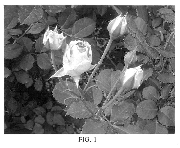 Figure 1 of US plant patent PP14194, the photograph of Meiptipier printed in the patent.