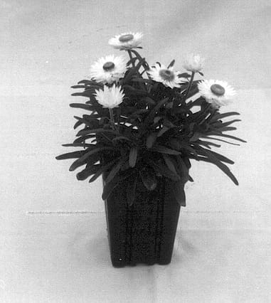 Figure 1 of US plant patent PP14195, the photograph of Cream printed in the patent.