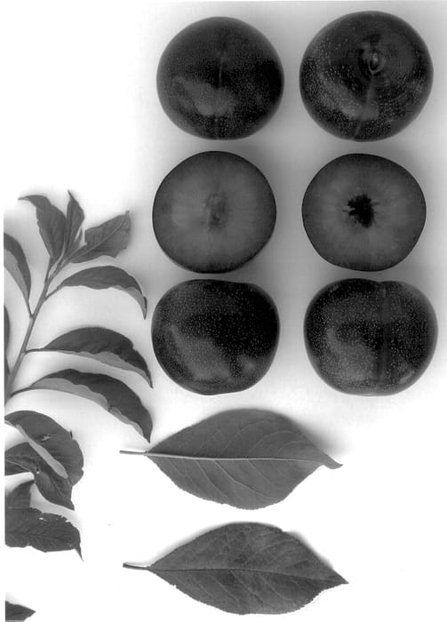 Figure 1 of US plant patent PP14196, the photograph of PLUMSWEETTWO printed in the patent.