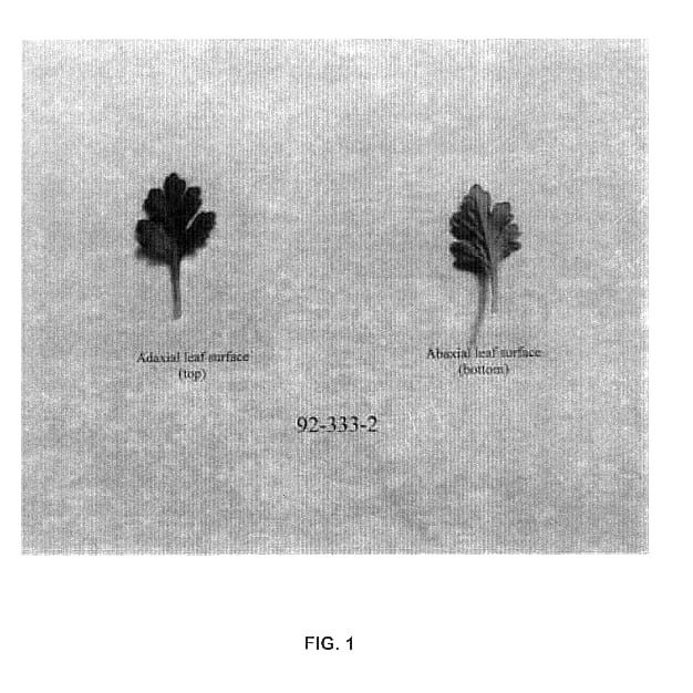 Figure 1 of US plant patent PP14197, the photograph of MN 92-333-2 printed in the patent.