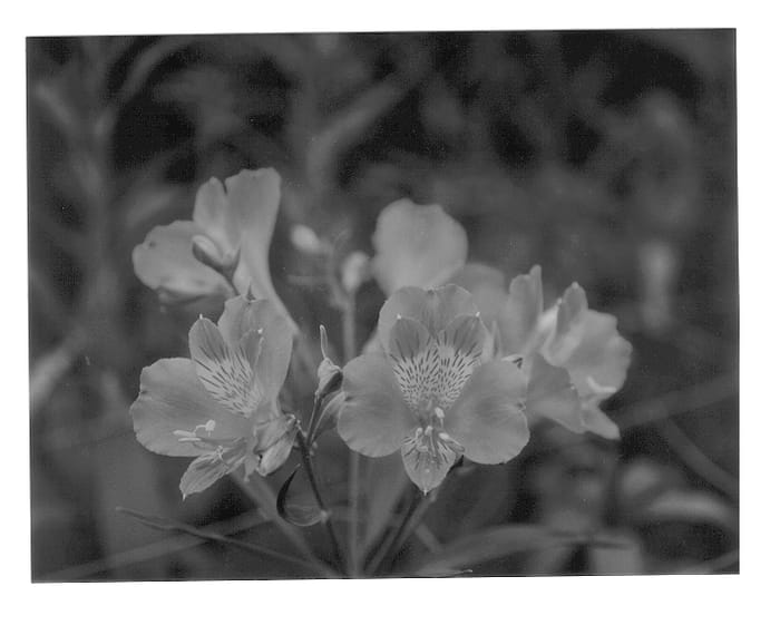 Figure 1 of US plant patent PP14198, the photograph of Zantrice printed in the patent.