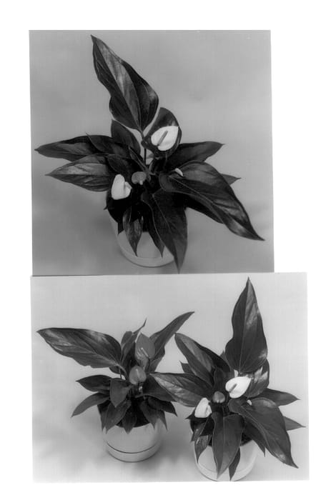 Figure 1 of US plant patent PP14199, the photograph of White Gimini printed in the patent.